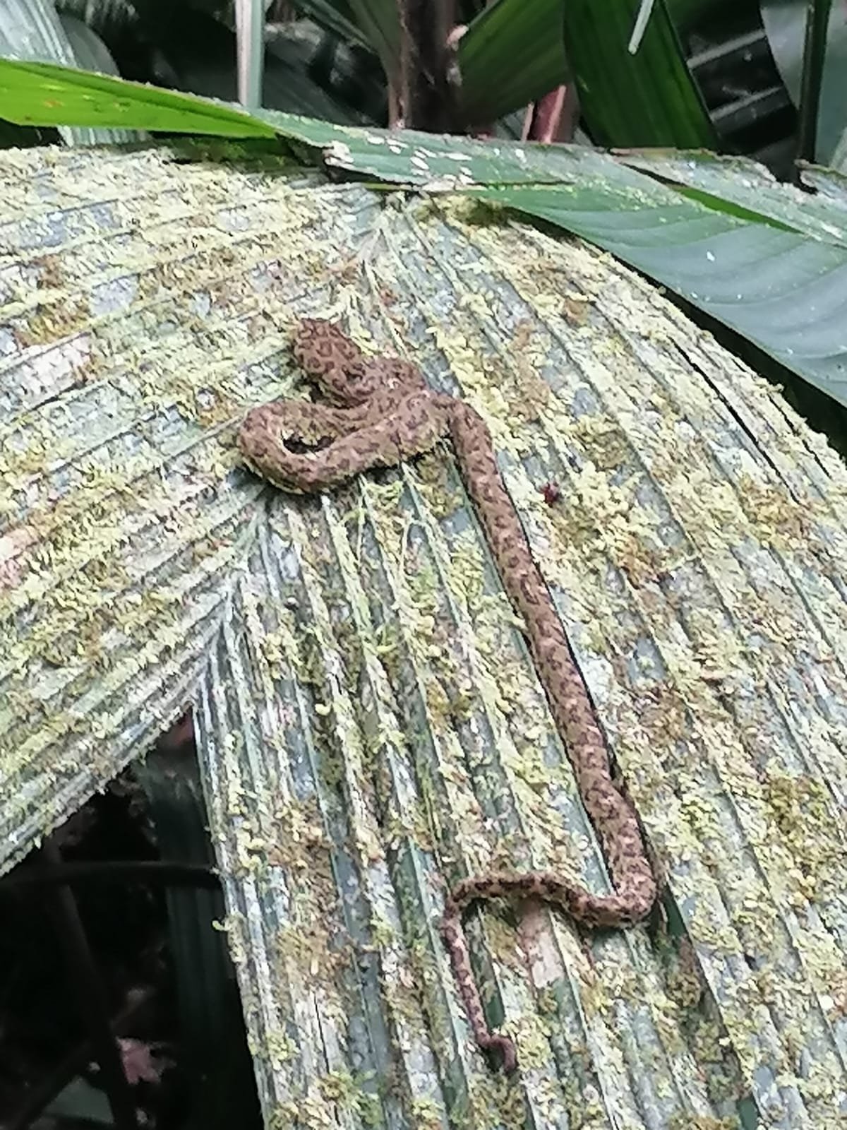 parque nacional volcan tenorio (rio celeste) parque nacional volcan tenorio (rio celeste)