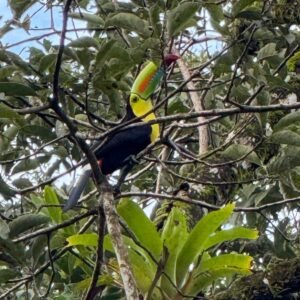 transporte privado full day en la fortuna