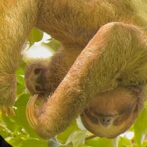 san jose centro a la fortuna o viceversa
